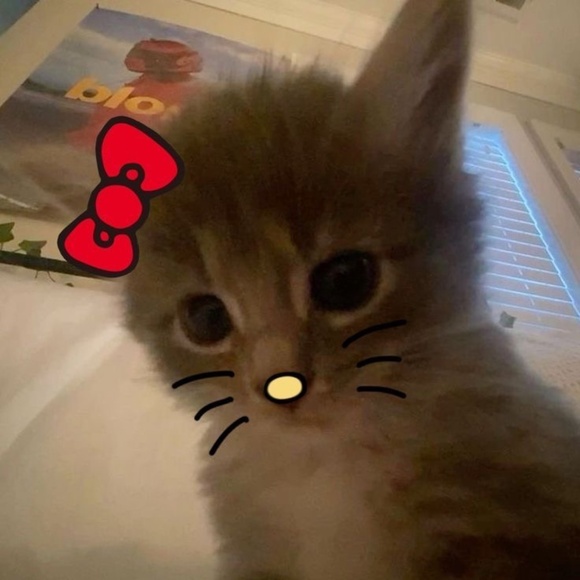 Meet your Posher, Addison - Picture 1 of 1